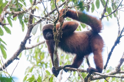 Common Woolly Monkey at Rio Bigal